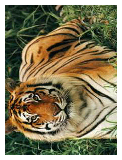 Animal Quiz: Lesson resources